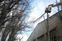 кронирование деревьев, арбористы одесса, обрезка деревьев, спил деревьев одесса