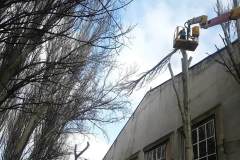 кронирование деревьев, арбористы одесса, обрезка деревьев, спил деревьев одесса