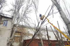 кронирование деревьев, арбористы одесса, обрезка деревьев, спил деревьев одесса