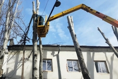 кронирование деревьев, арбористы одесса, обрезка деревьев, спил деревьев одесса