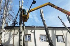 кронирование деревьев, арбористы одесса, обрезка деревьев, спил деревьев одесса