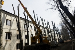 кронирование деревьев, арбористы одесса, обрезка деревьев, спил деревьев одесса